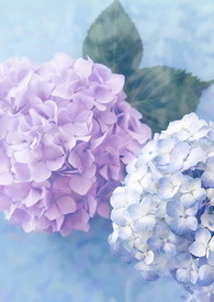 少爷简称是什么